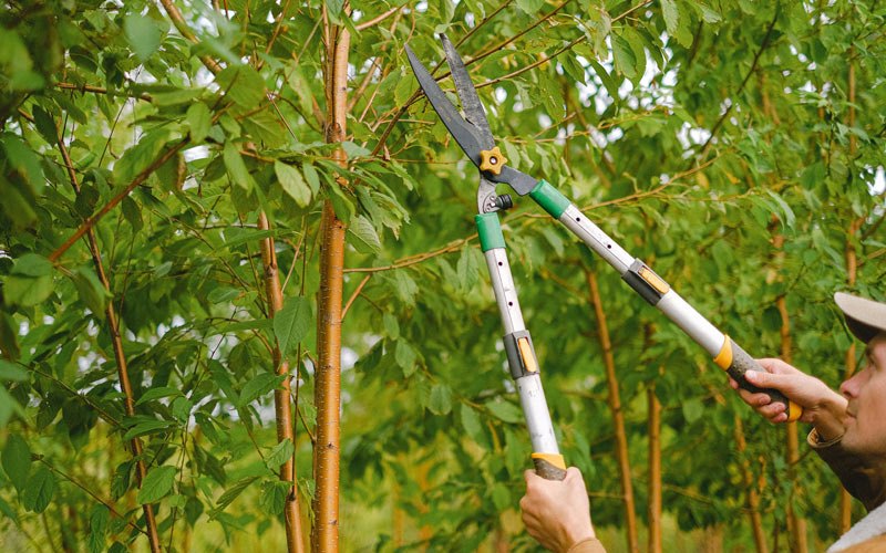 Tree trimming in Vevay, IN